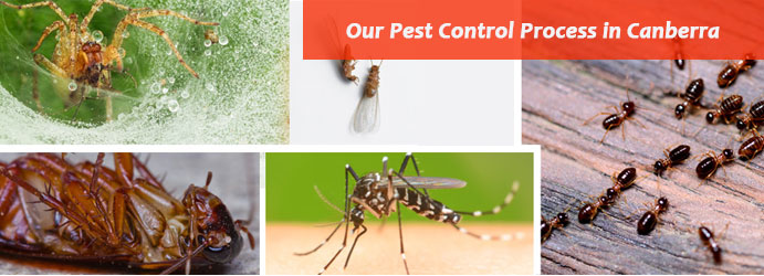 Pest Control Process in Canberra